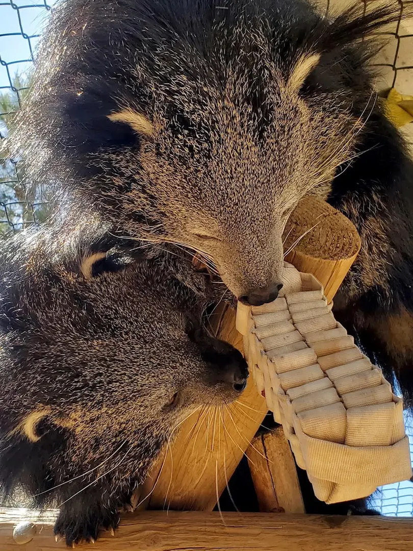 Binturongs