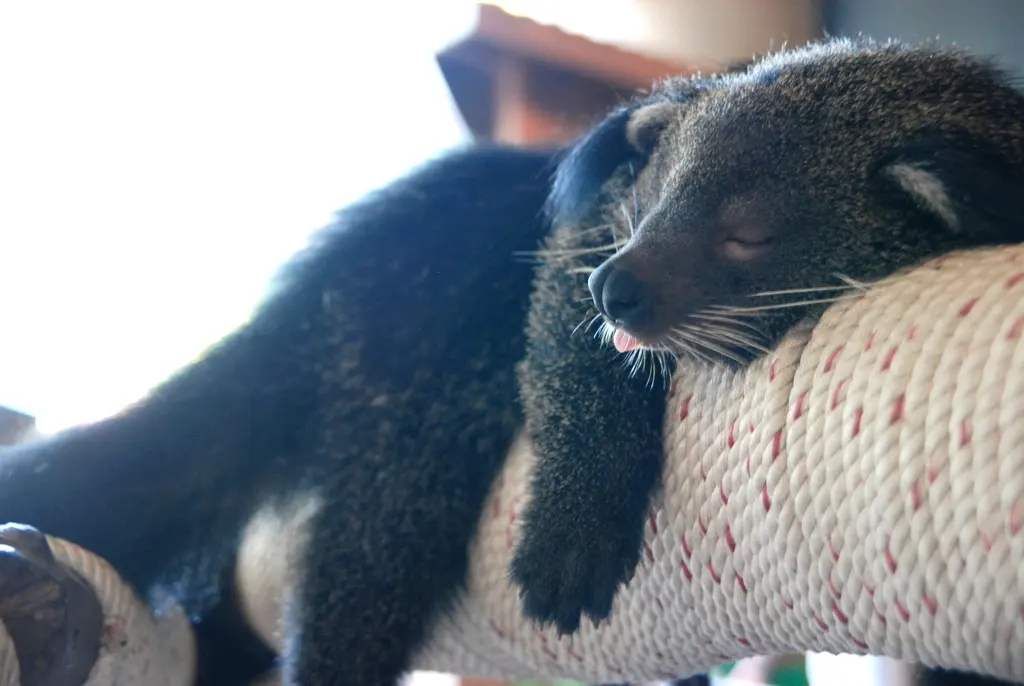 Binturongs