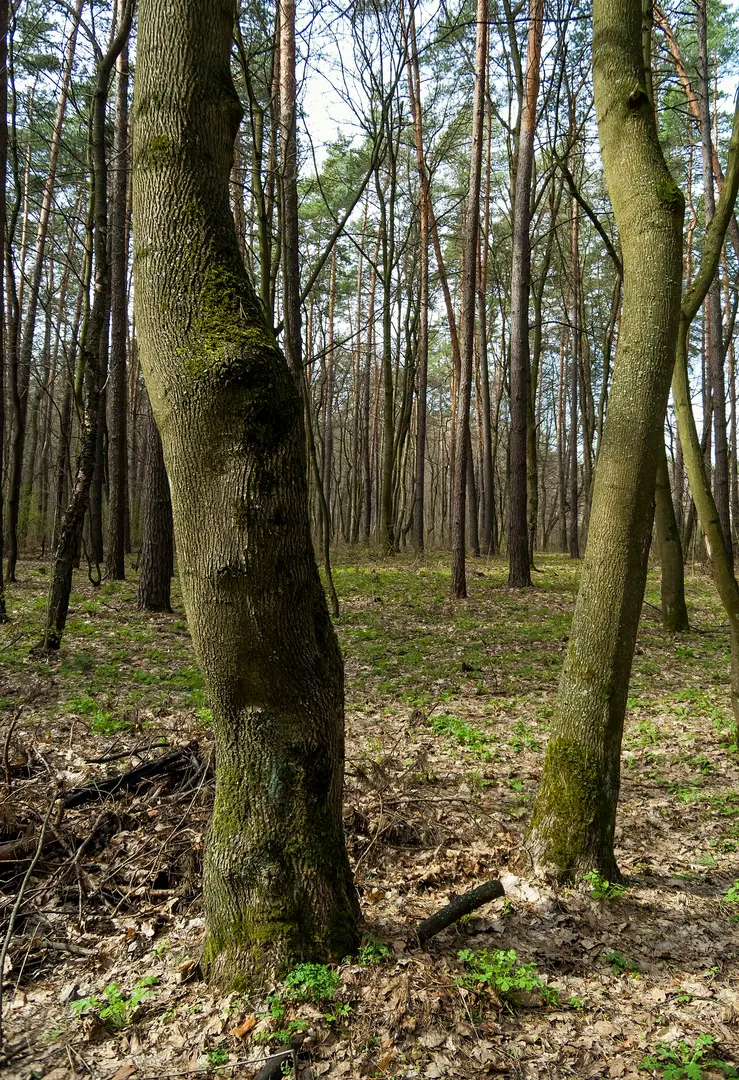 Лісовий заказник місцевого значення «Біла Діброва»