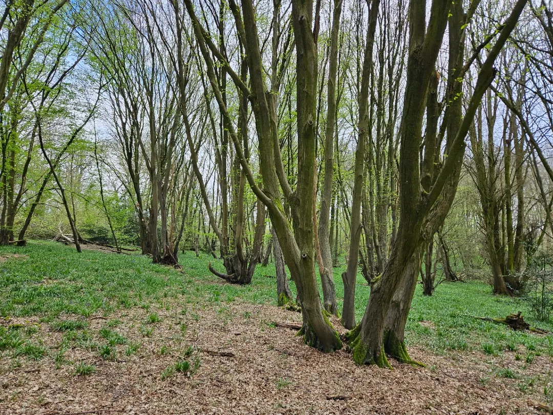 Heartwood Forest
