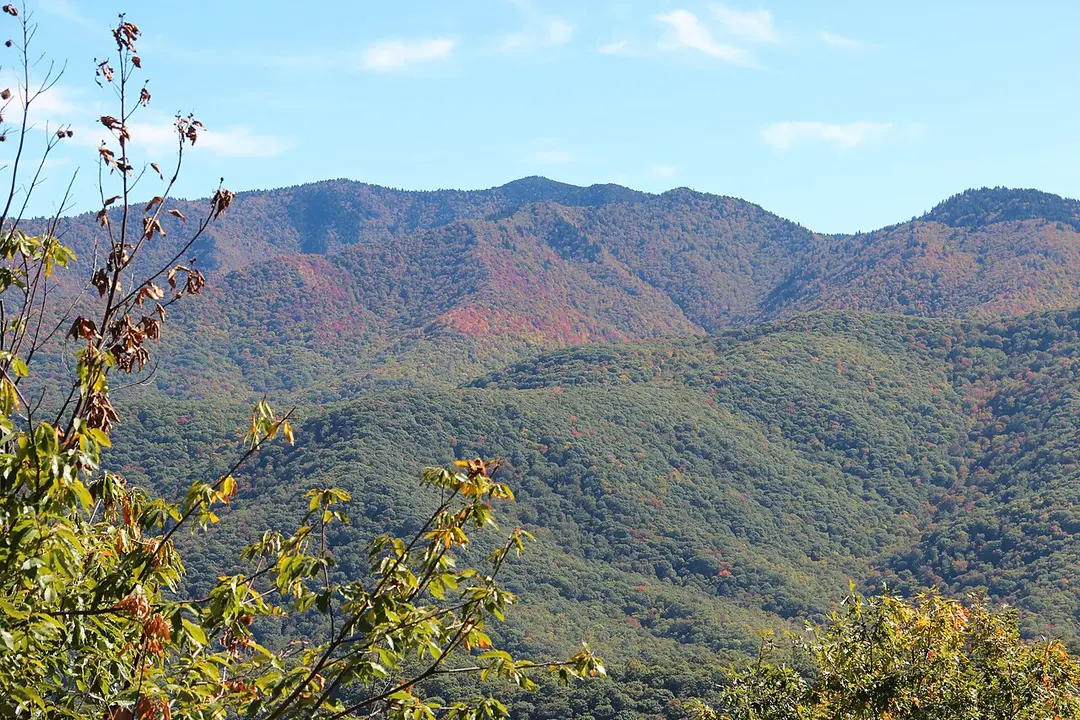 Richland Balsam
