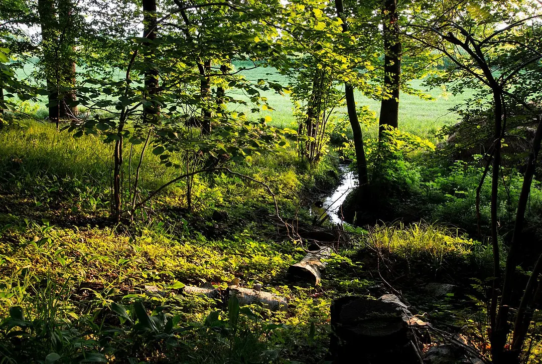Naturschutzgebiet Rödel