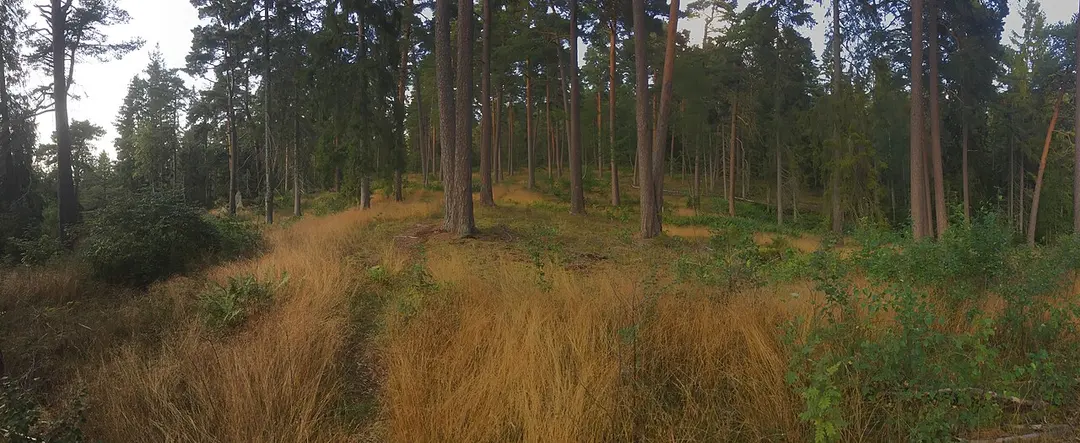 Sandviksåsen