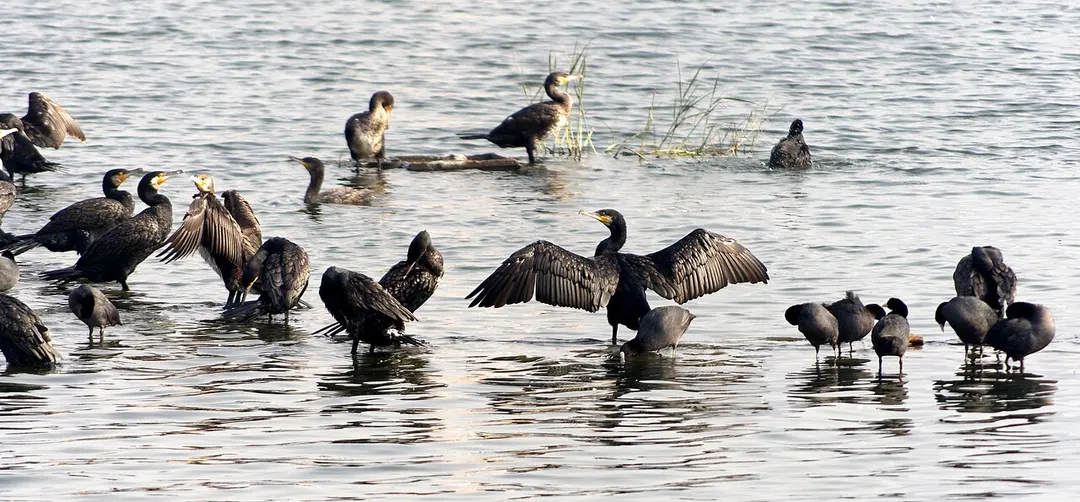 Man Sagar Lake