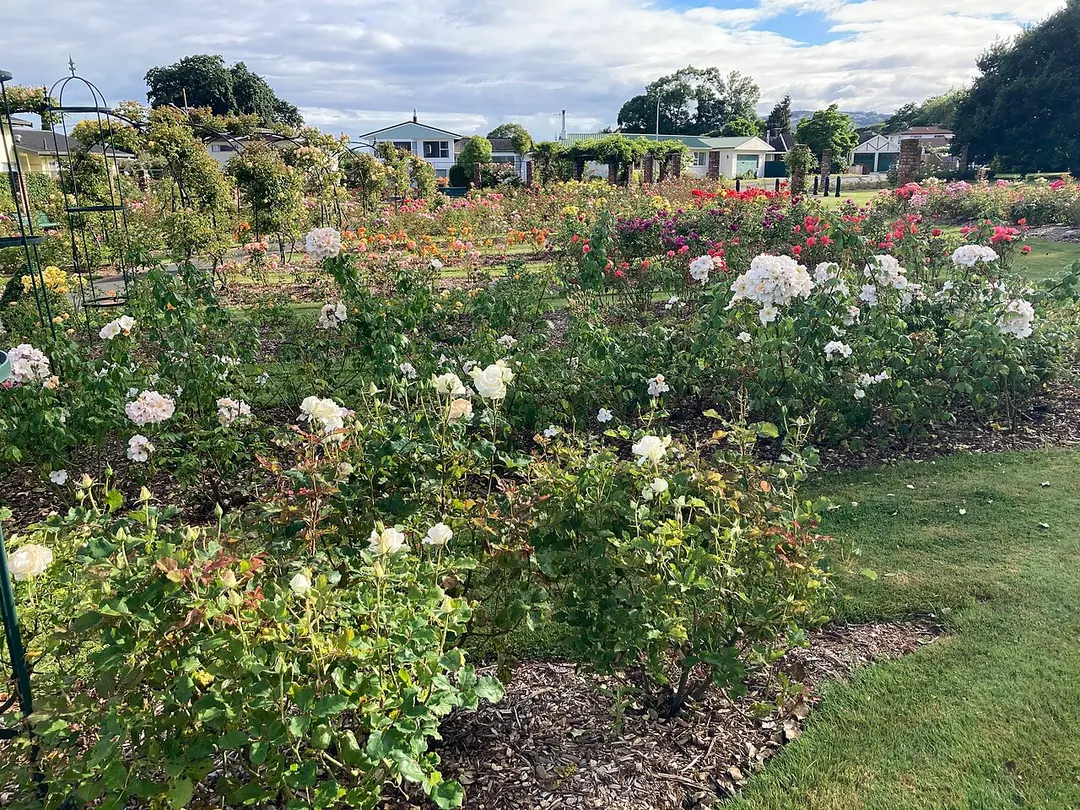 Samuels Rose Garden