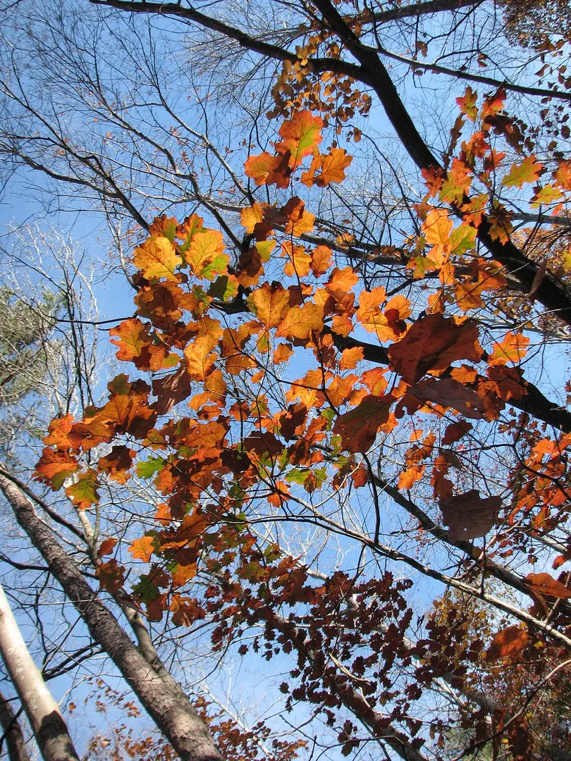 William B. Umstead State Park