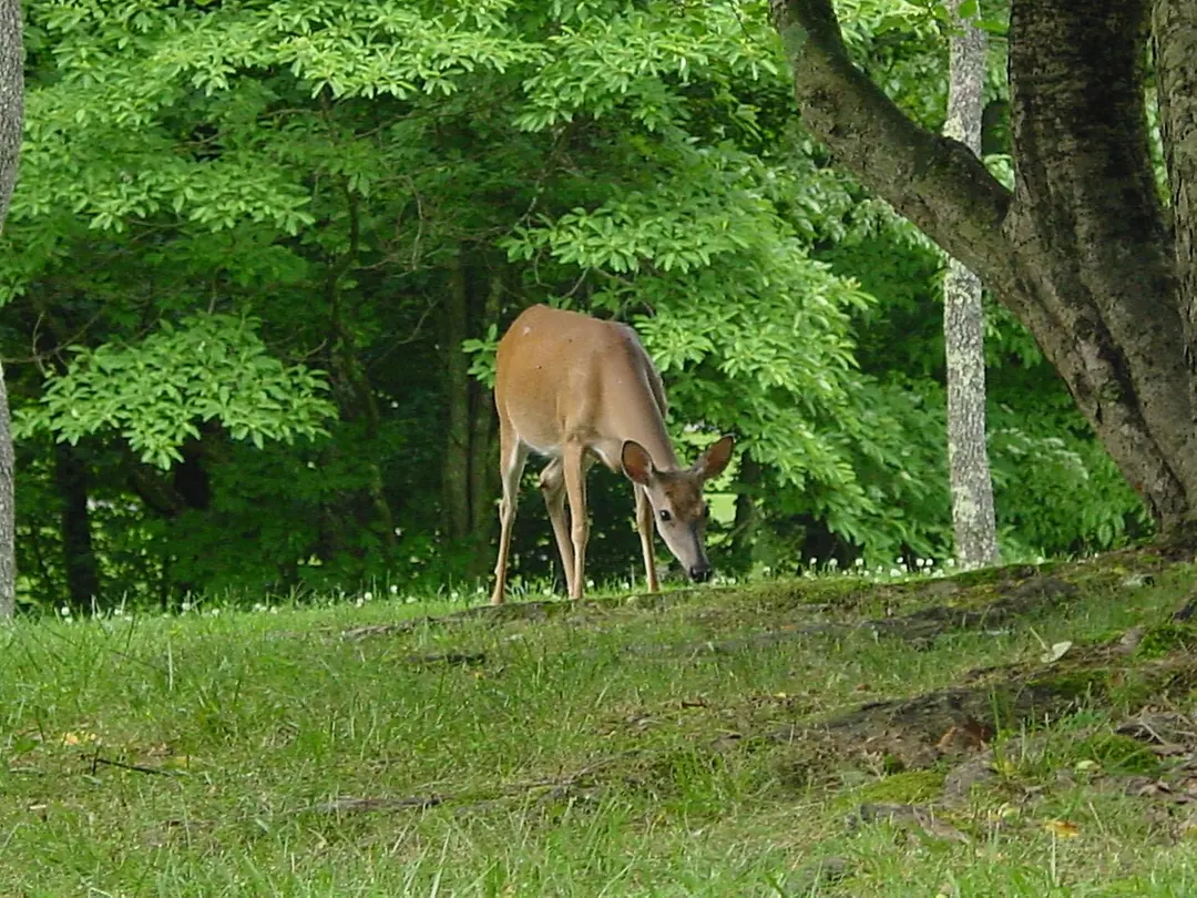 David Crockett State Park