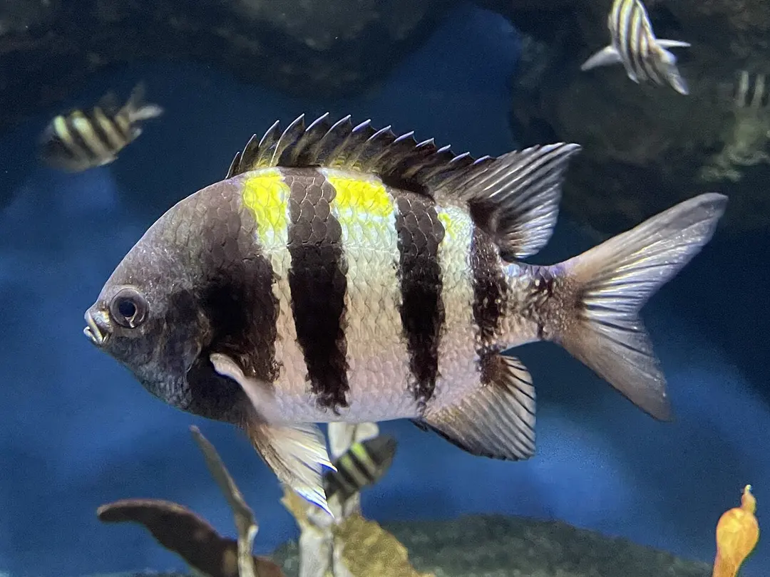 おたる水族館