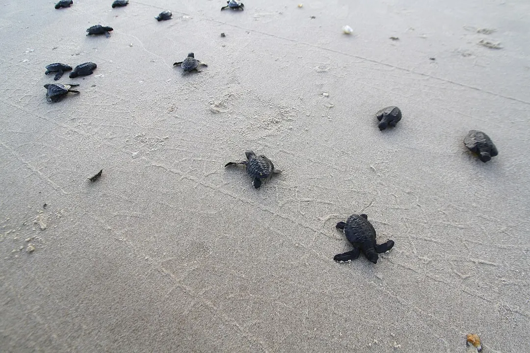 Oceanário de Aracaju