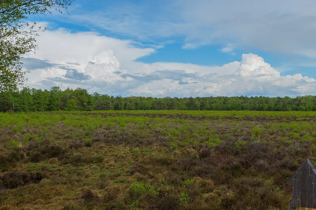 Hahlener Moor