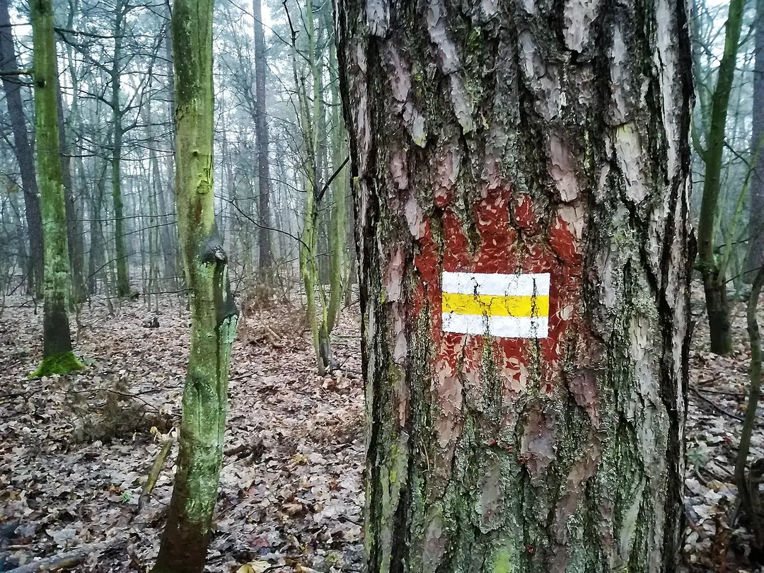 Pojniki
