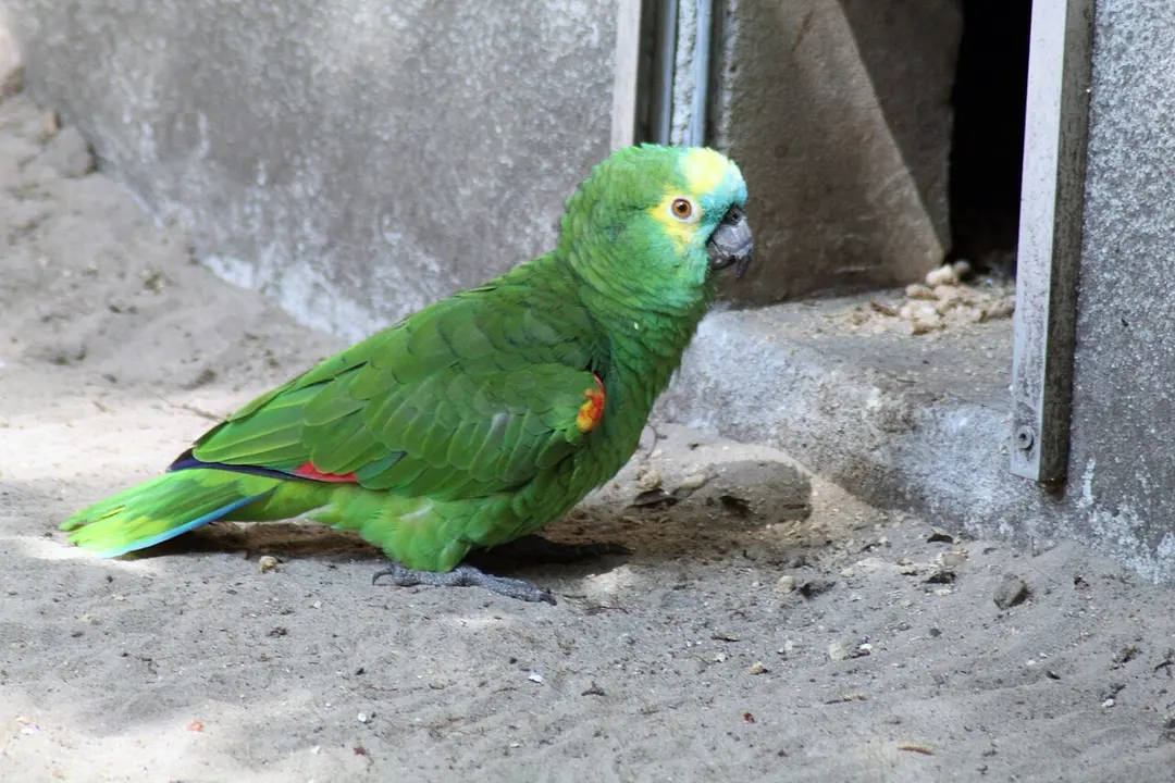 Zoo de Labenne