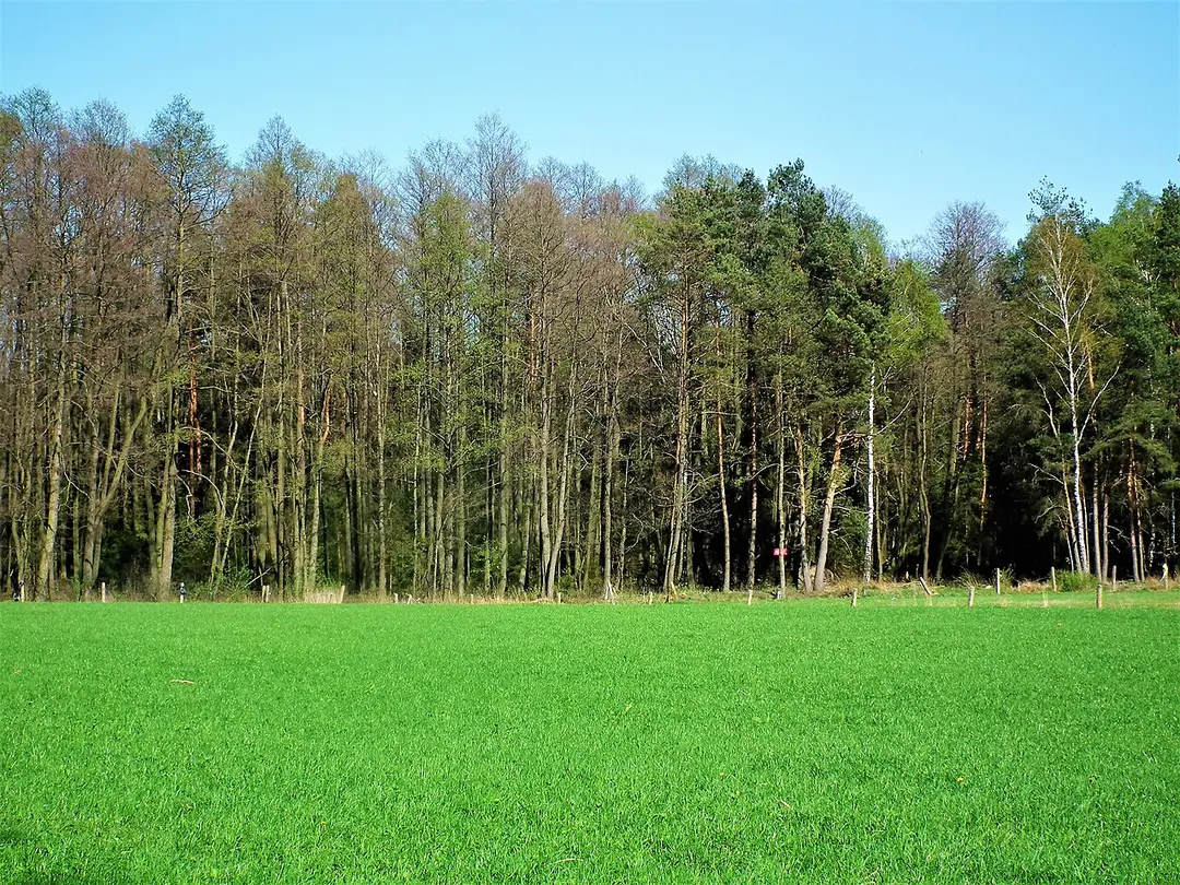 Rezerwat Cisy w Łebkach