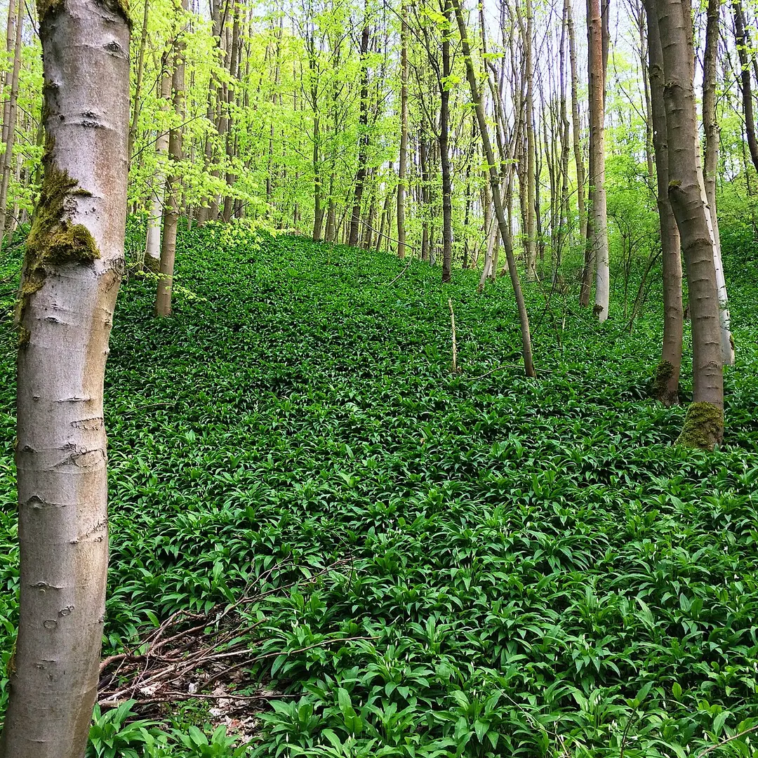 Gipskarstlandschaft bei Ührde