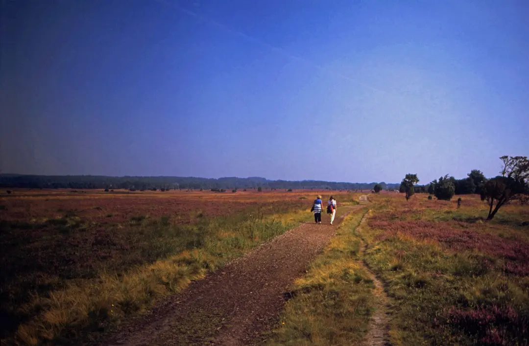 Naturschutzgebiet Lüneburger Heide