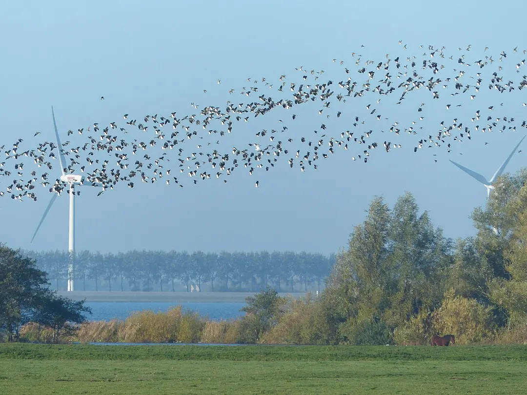 Korendijkse Slikken
