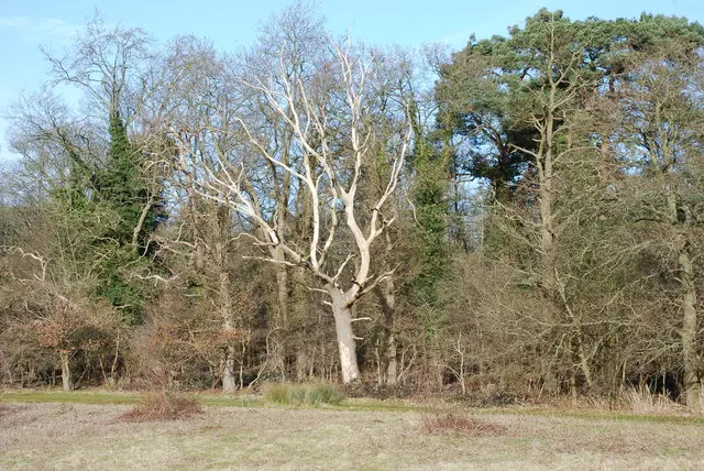Hitchcopse Pit