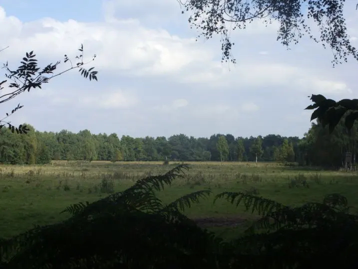 Krähenmoor II