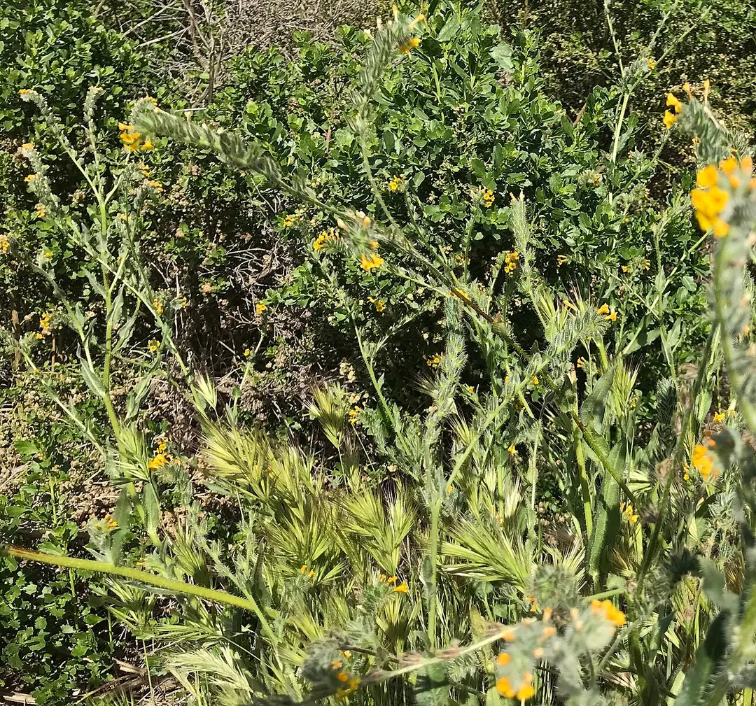 Aliso and Wood Canyons Wilderness Park