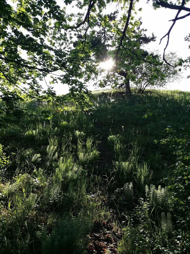 Naturreservat Galgenberg