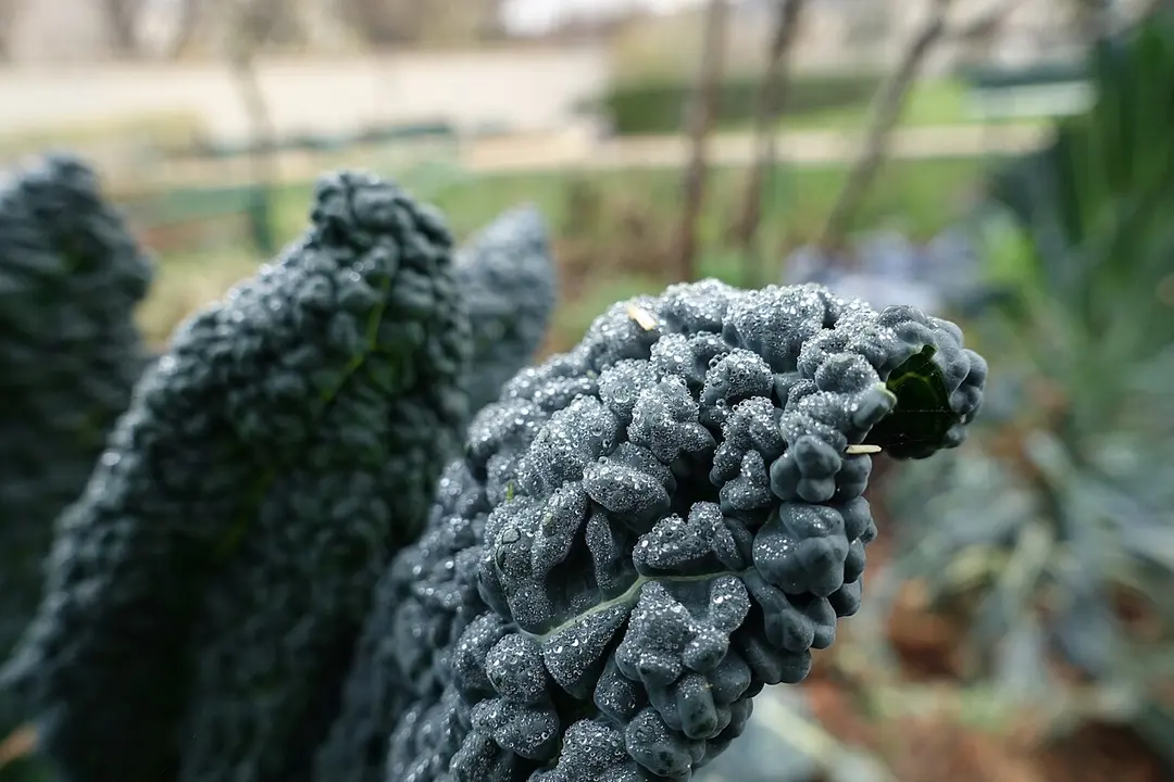 Jardin Catherine Labouré