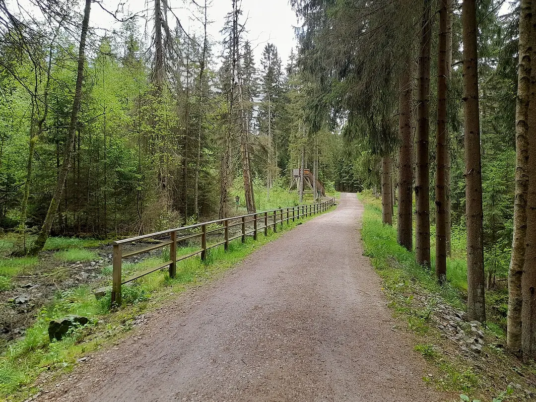 Grünheider Hochmoor