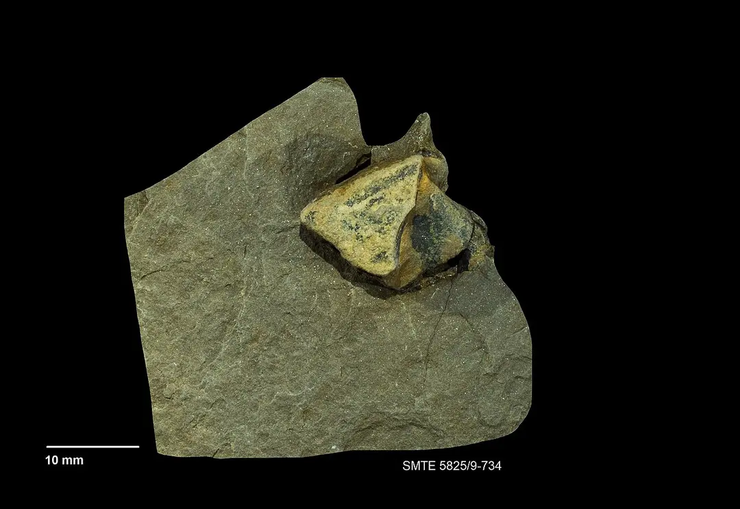 Terra Triassica