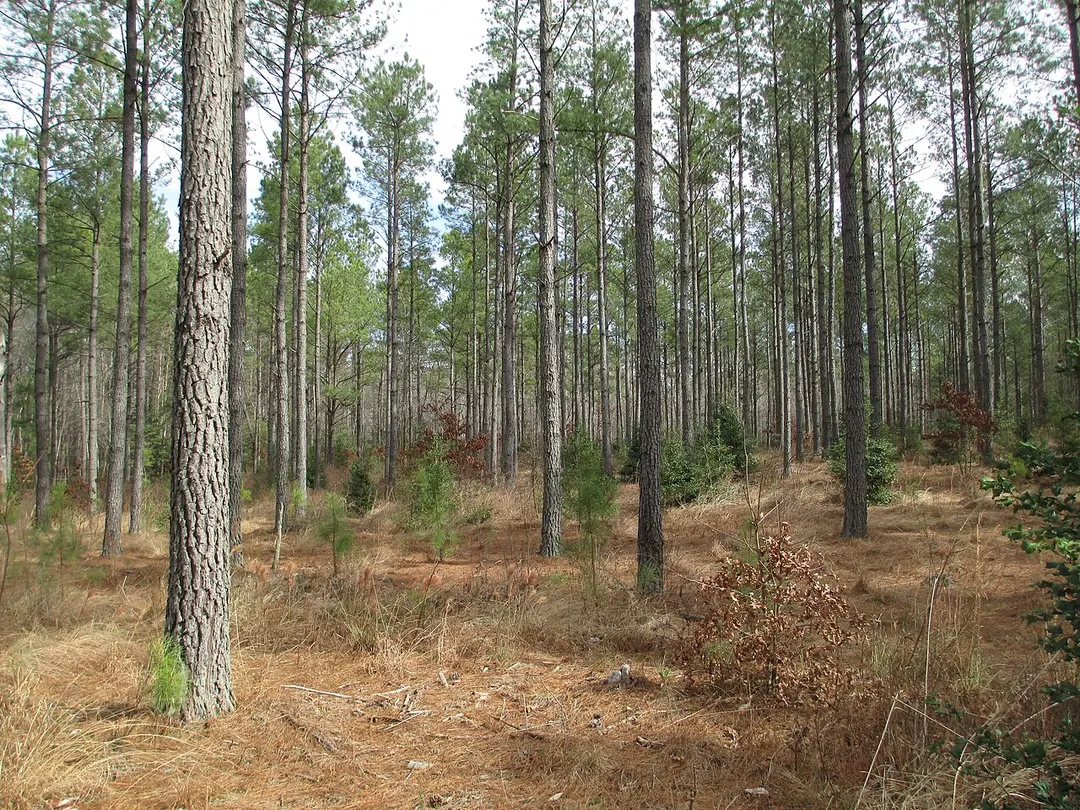 Big Woods State Forest