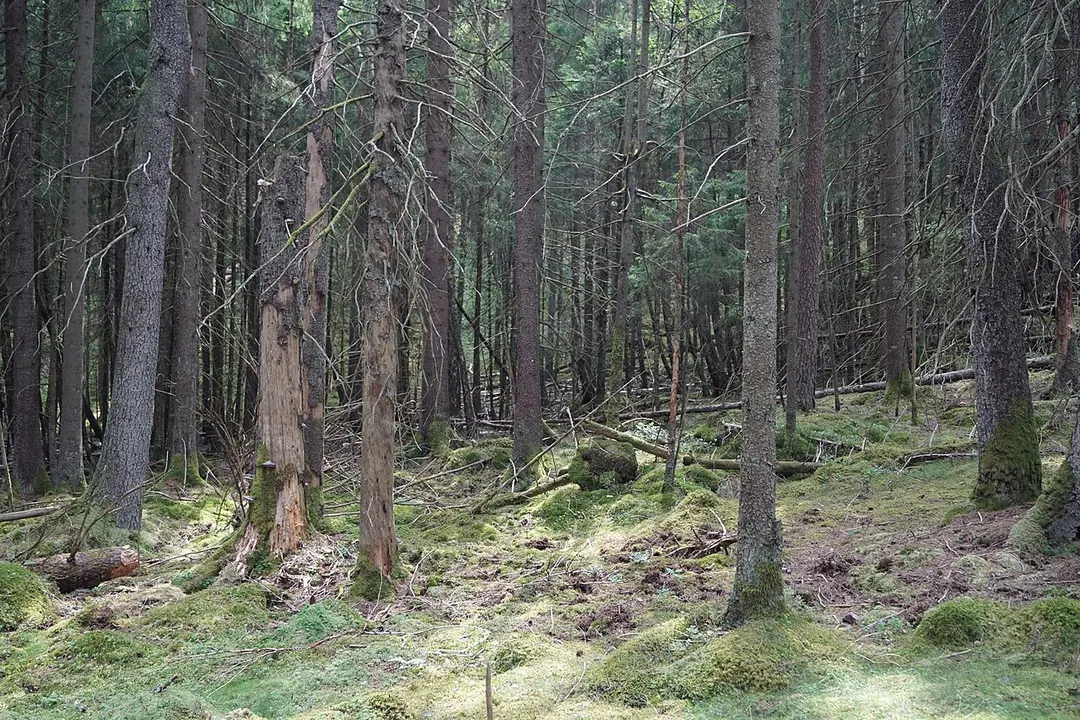 Färdsleskogens naturreservat