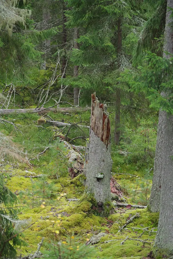 Bottnaryds urskog