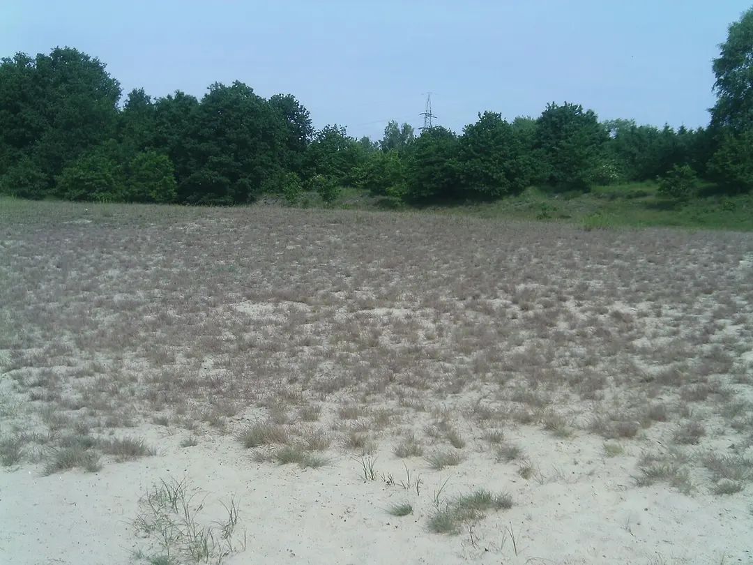 Sandtrockenrasen Achim