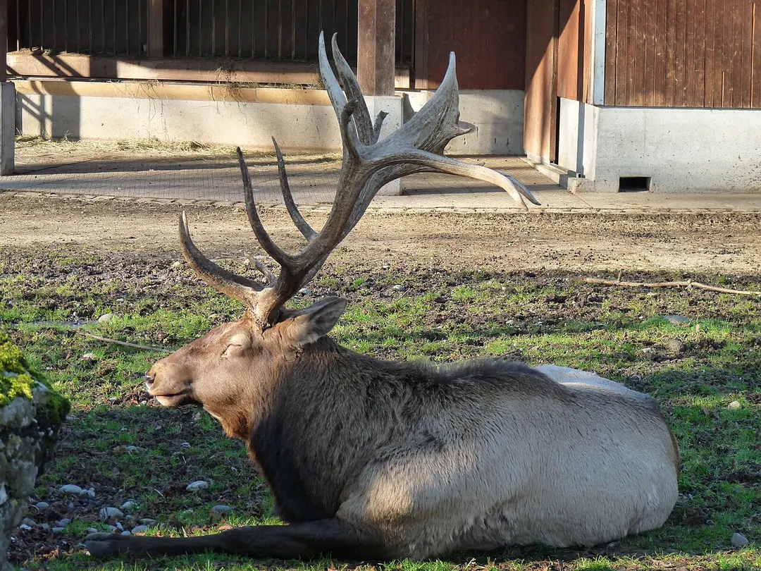 Tierpark Lange Erlen