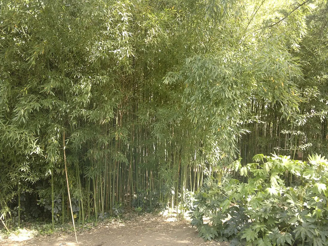 Parc Olbius Riquier