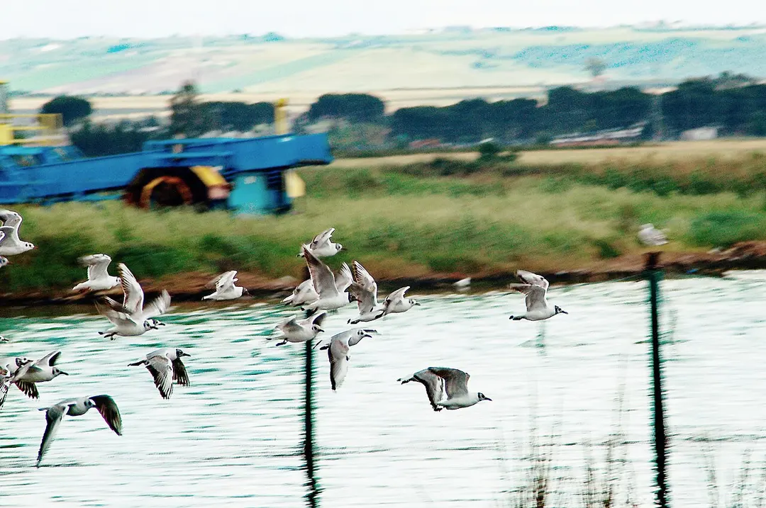 Lago di Lesina