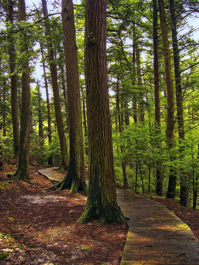 Salt Springs State Park