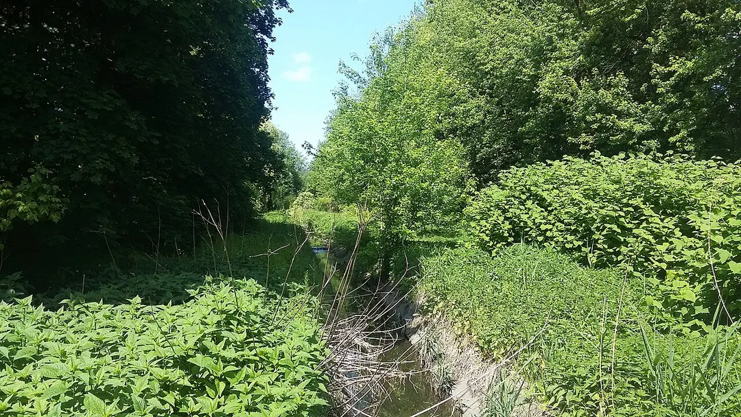 Park Adama Wodziczki