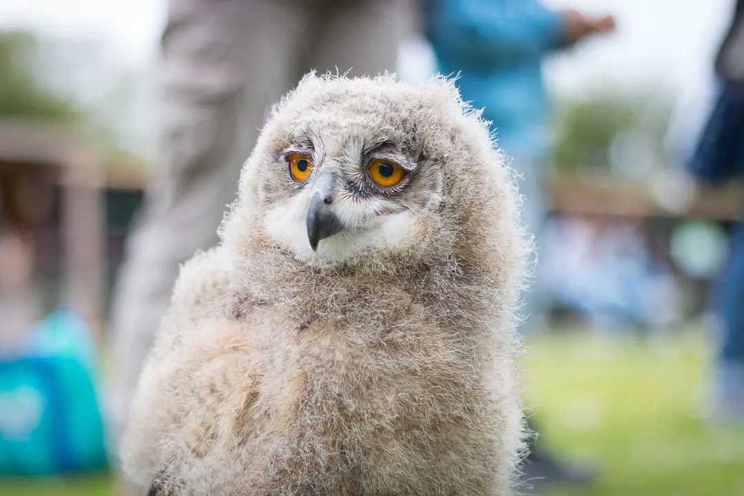 Screech Owl Sanctuary