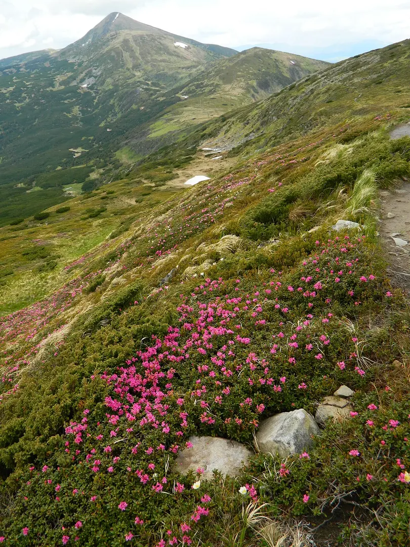 Breskul