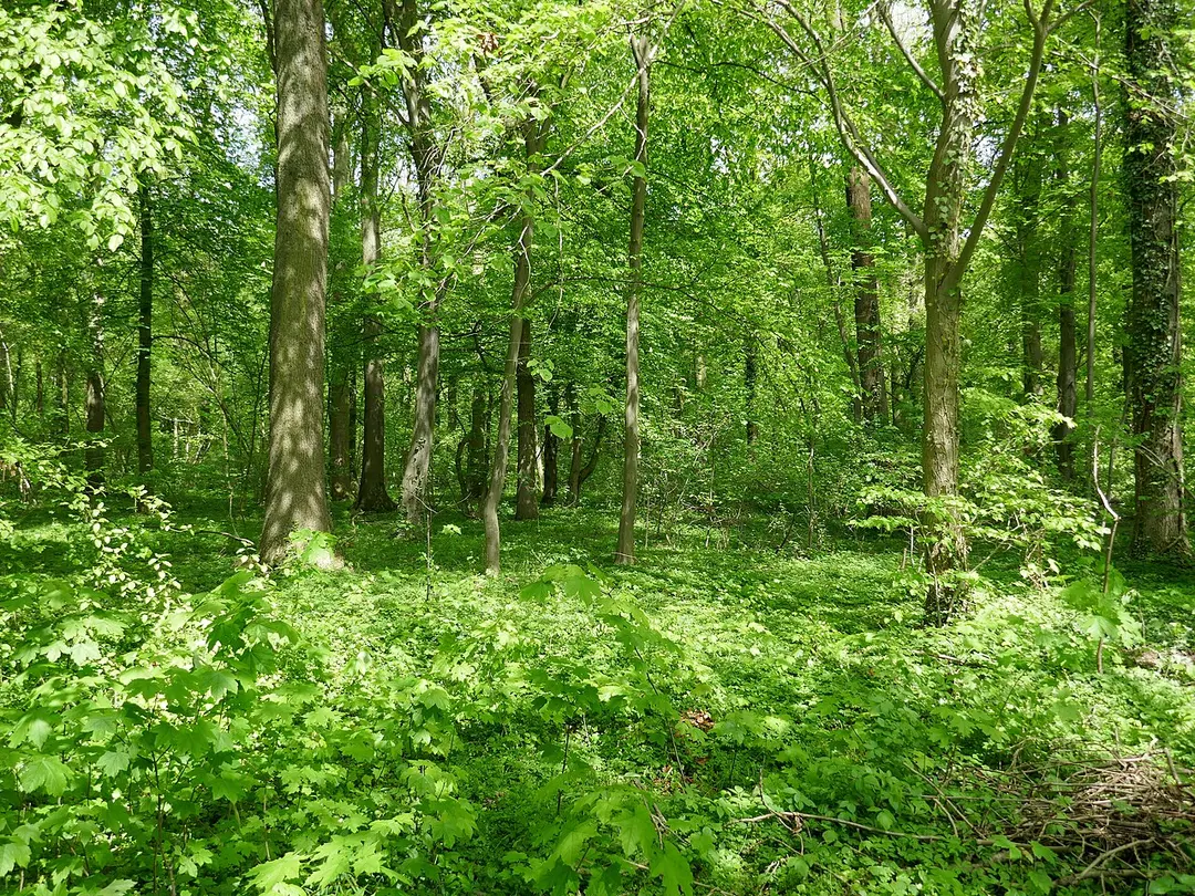 Wälder um Welver