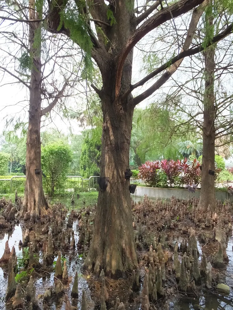 石牌公園