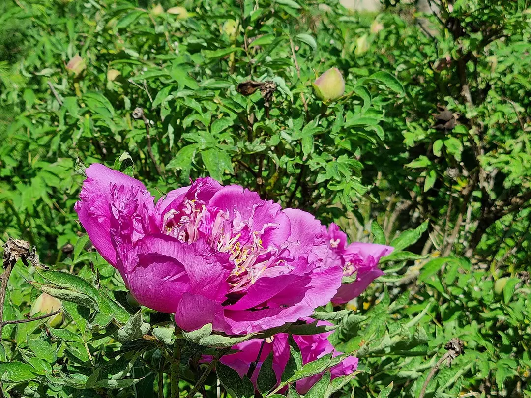 Kámoni arborétum