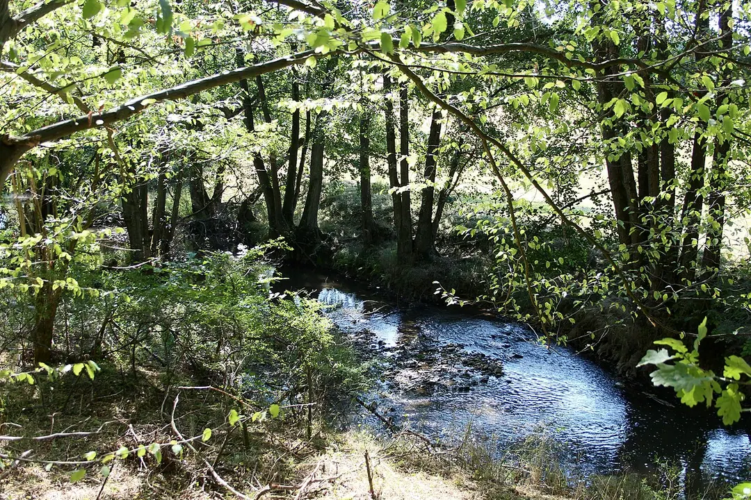 Wiedaue bei Borod
