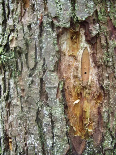Bridle Trails State Park