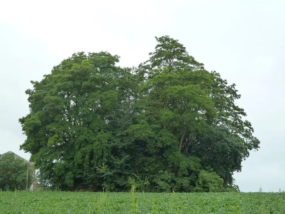 Tumulus of Vissoul