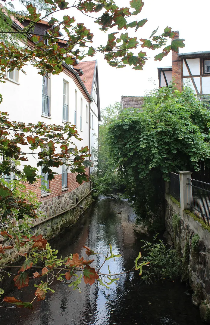 Salzwedeler Dumme