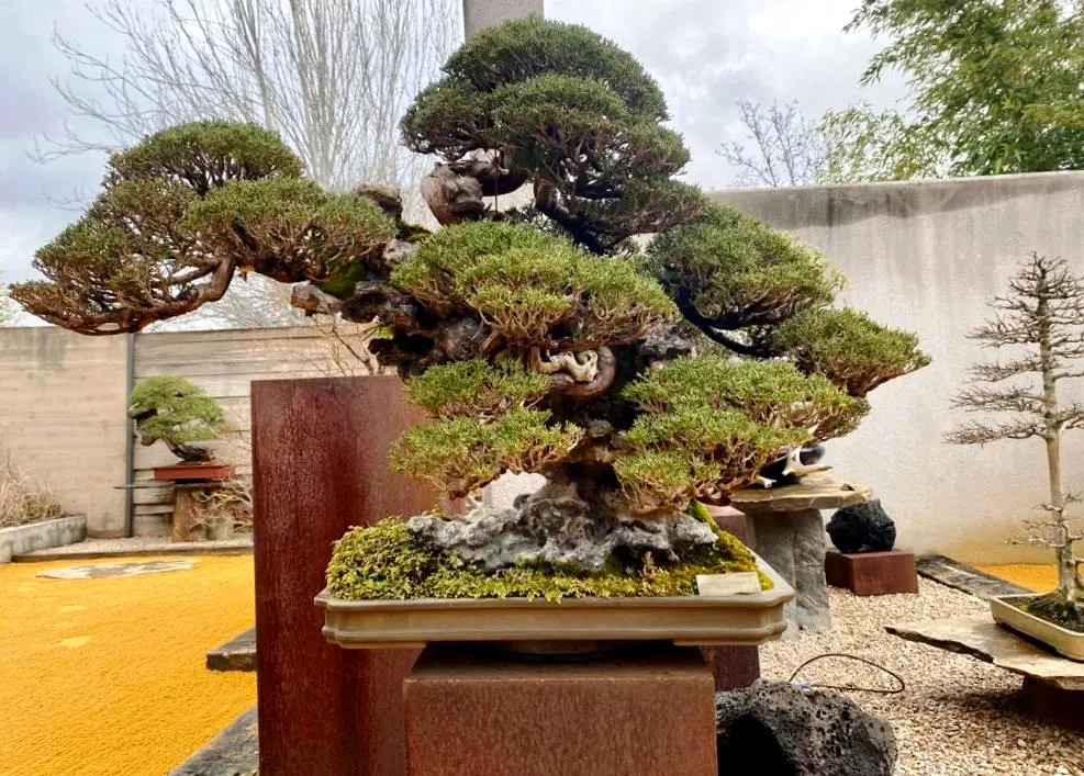 Luis Vallejo Bonsai Museum