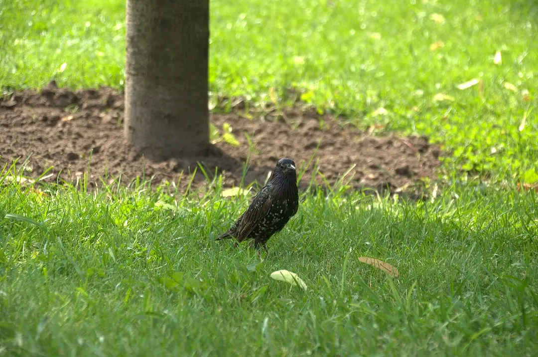 Alexandergarten