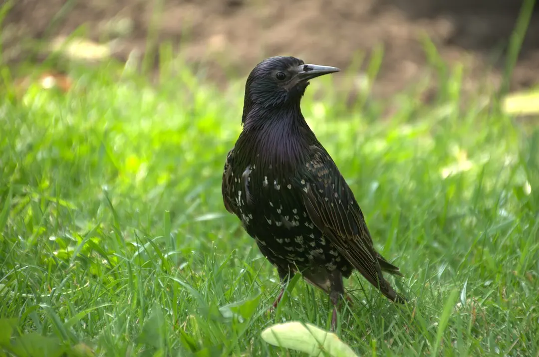 Alexandergarten
