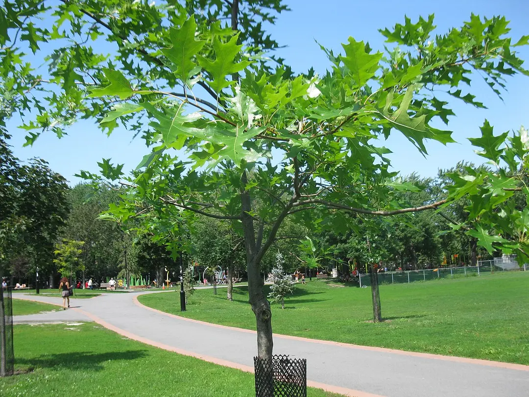 Parc Lalancette