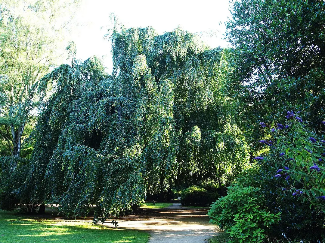 Friedhof Norderreihe Altona